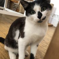 curious beauty at Pelíšek in Brno