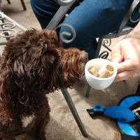 Even dogs don't get left out ♥️ at The Fuchsia Caffe in Tenby