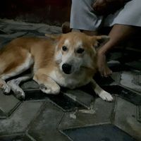 Owner's dog lucky dog of the guest house at Shehan Guest House in Mirissa