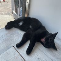 Furry company   at Pause Cat Cafe in Bournemouth