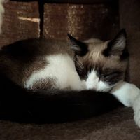  at Pause Cat Cafe in Bournemouth