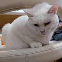  at Pause Cat Cafe in Bournemouth