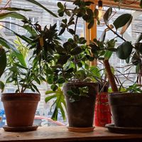  at Wilk Syty in Wroclaw