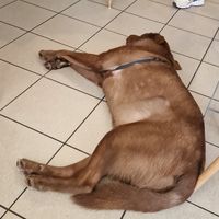  at Wilk Syty in Wroclaw