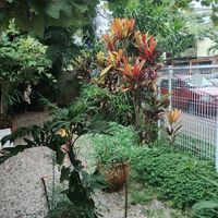 Garden view at Espaço Nutrir - Corpo Mente Espirito in Florianopolis