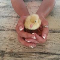 They have baby ducks and chicks for sale at the Lake Worth Green Market.   at Lake Worth Green Market in Lake Worth