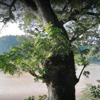  at Big Tree Cafe in Luang Prabang