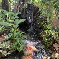 Garden waterfall with live fish   at Blue Diamond in Chiang Mai