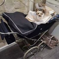 Chien de proprio, gâté!  at Tahina in Tours