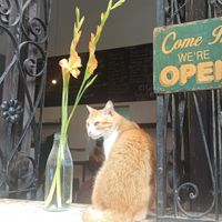  at El Cafe in Havana