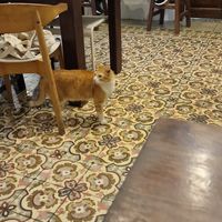 CAT at El Cafe in Havana