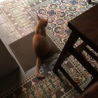 Visiting cafe cat at El Cafe in Havana