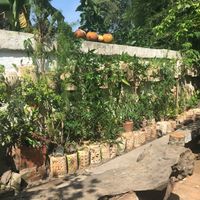 The garden  at 9 Angels Warung in Ubud