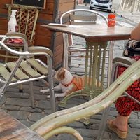 Pet friendly at Petite Sophie in Mahon