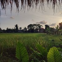 View at Atman Nourish Kafe in Ubud