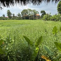   at Atman Nourish Kafe in Ubud