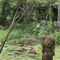 Lotus pond haven  at Wonderland Healing Center Vegan Buffet in Koh Phangan