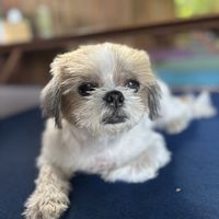 Cute dog at resort  at Wonderland Healing Center Vegan Buffet in Koh Phangan