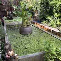 Courtyard area  at Wonderland Healing Center Vegan Buffet in Koh Phangan