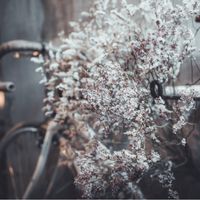 sakura bike at Off-Grid Cafe - Physical in Sapporo