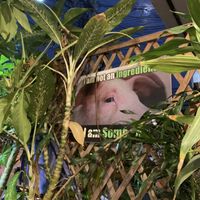 💚  at Rad Rabbit in Chiang Mai