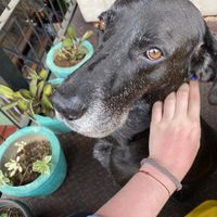Cute dog in the cafe!   at Rainbow Cafe in Ella