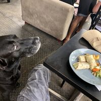 Owner’s friendly doggie wants some! at Rainbow Cafe in Ella