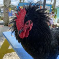 Handsome guy   at GoJuice in New Smyrna Beach