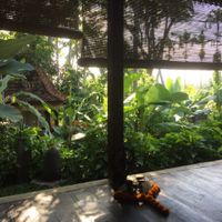 garden view from spa at Darshana Lodging Spa and Yoga in Ubud