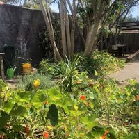 Garden with lots of butterflies 🦋  at Garden Grub Cafe in Wingham