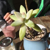 Lovely plants everywhere  at Garden Grub Cafe in Wingham
