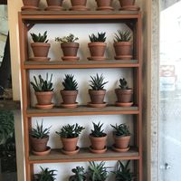 Decor at Tökmag Vegan Street Food in Budapest