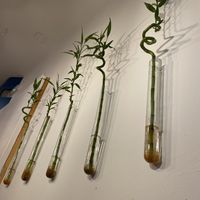 Decor is very simple yet very environmentally friendly!  at Pizzi & Dixie in Madrid