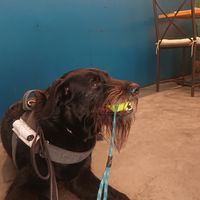 Fran esperando el pedido todo fresquito dentro del local at Pizzi & Dixie in Madrid