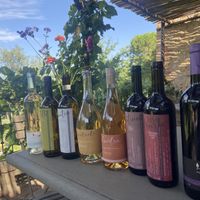 Wine tasting: best experience with knowledgeable staff. Also just great tasting wine!   at Vegan Agrivilla I Pini in San Gimignano