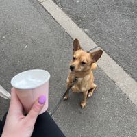 A puppacino for the doge 🐕  at Pom Kitchen - Sharrow in Sheffield
