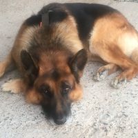 Archie the dog  at Soja y Pimenton - Vegan Argentinian BBQ in Lanzarote