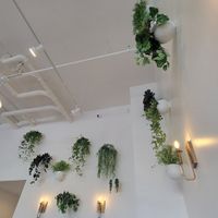 Plants at Local Juicery in Flagstaff