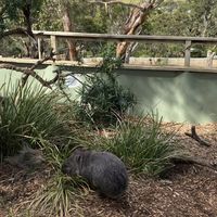   at Bonorong Wildlife Sanctuary Kiosk and Shop in Brighton