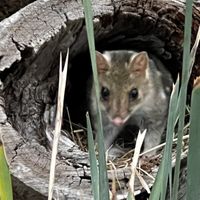 Quoll 💖💖💖  at Bonorong Wildlife Sanctuary Kiosk and Shop in Brighton