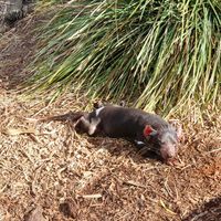 A Tasmanian devil at the sanctuary enjoying some sun. at Bonorong Wildlife Sanctuary Kiosk and Shop in Brighton