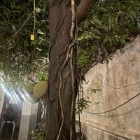Jackfruit tree  at Mahalo in Panama City