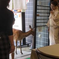 Local friendly deer really wanted to join us!  at Yamaichi Bekkan in Miyajima