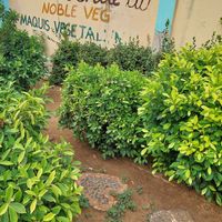 Sweet garden! at Noble Veg in Lome