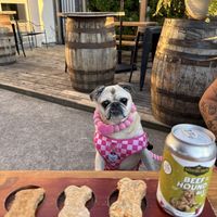 Dog flight   at Taps Brewhouse & Grill in Niagara Falls