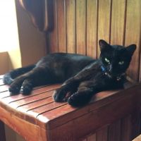 Sweet "Kitty" chillin at the El Mono Feliz at El Mono Feliz in Ojochal De Osa