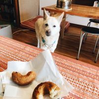 The vegan donuts are delicious, and we shared a little piece with Saburo ☺️ at Nabana in Amagasaki