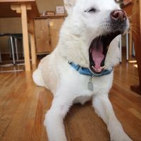 So many of him because he’s so cute  at Nabana in Amagasaki