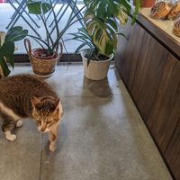  at HiPizza in Taipei