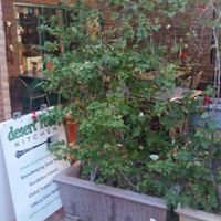 patio at Desert Roots Kitchen in Tempe